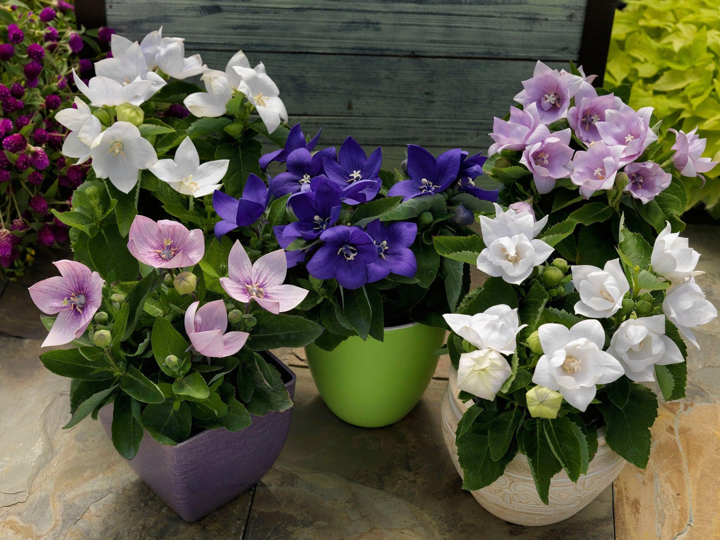 Platycodon Grandiflorus 'astra Mix' Blue, Pink, White - View 30 from www redcrocus com