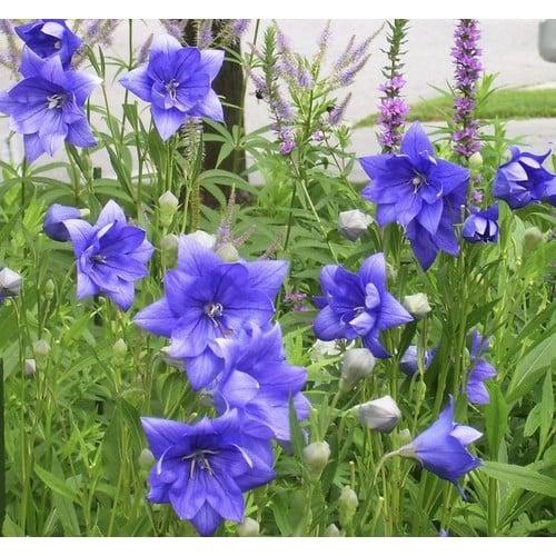 Platycodon Grandiflorus 'astra Mix' Blue, Pink, White - View 31 from www redcrocus com