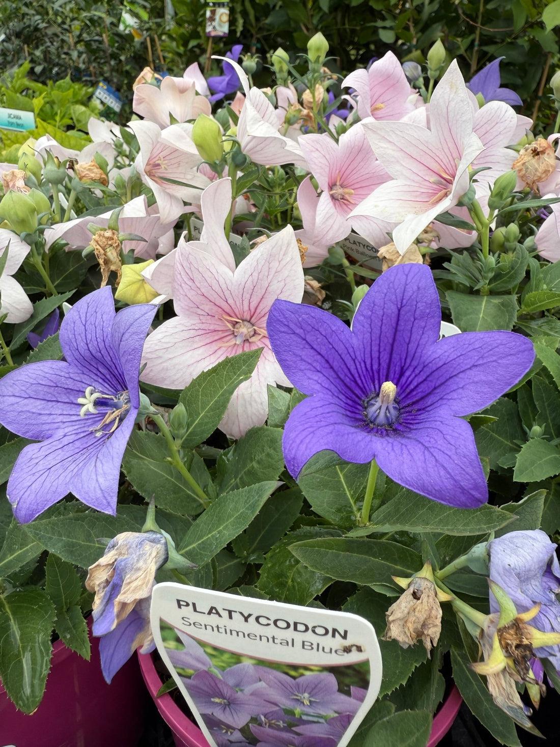 Platycodon Grandiflorus 'astra Mix' Blue, Pink, White - View 32 from www redcrocus com