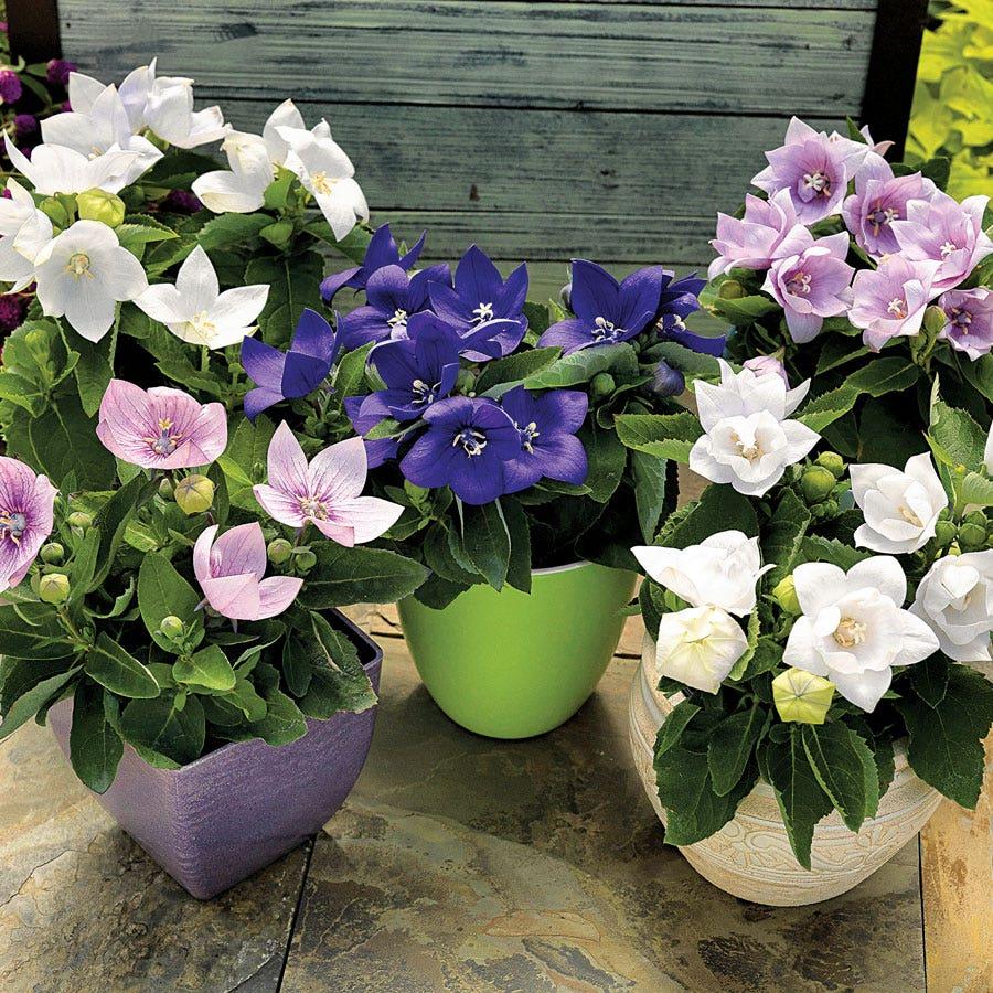 Platycodon Grandiflorus 'astra Mix' Blue, Pink, White - View 6 from www redcrocus com