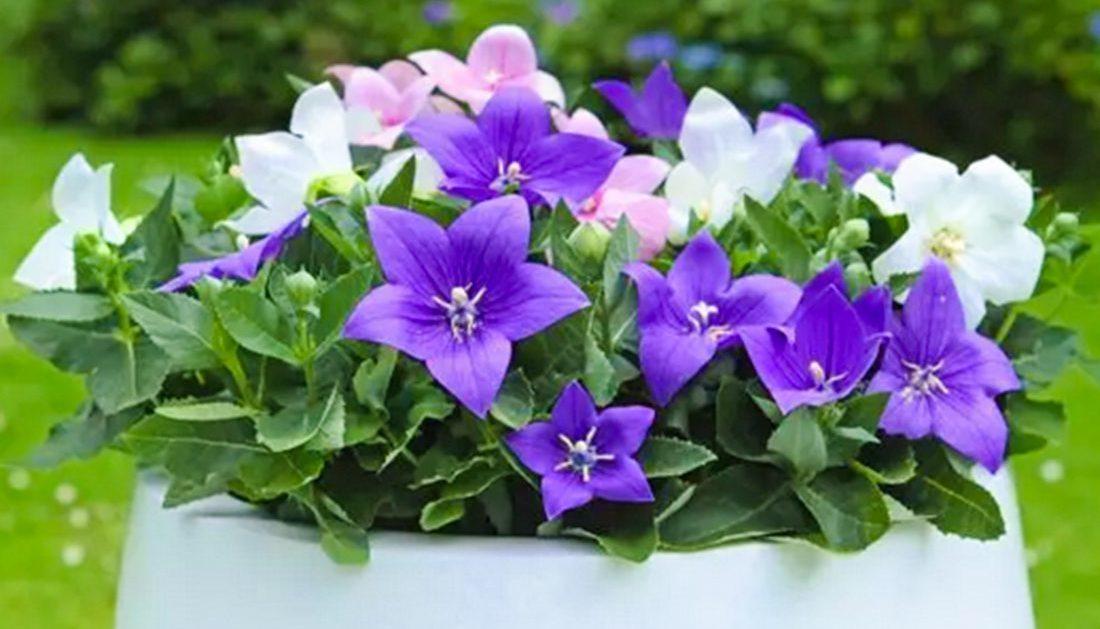 Platycodon Grandiflorus 'astra Mix' Blue, Pink, White - View 7 from www redcrocus com