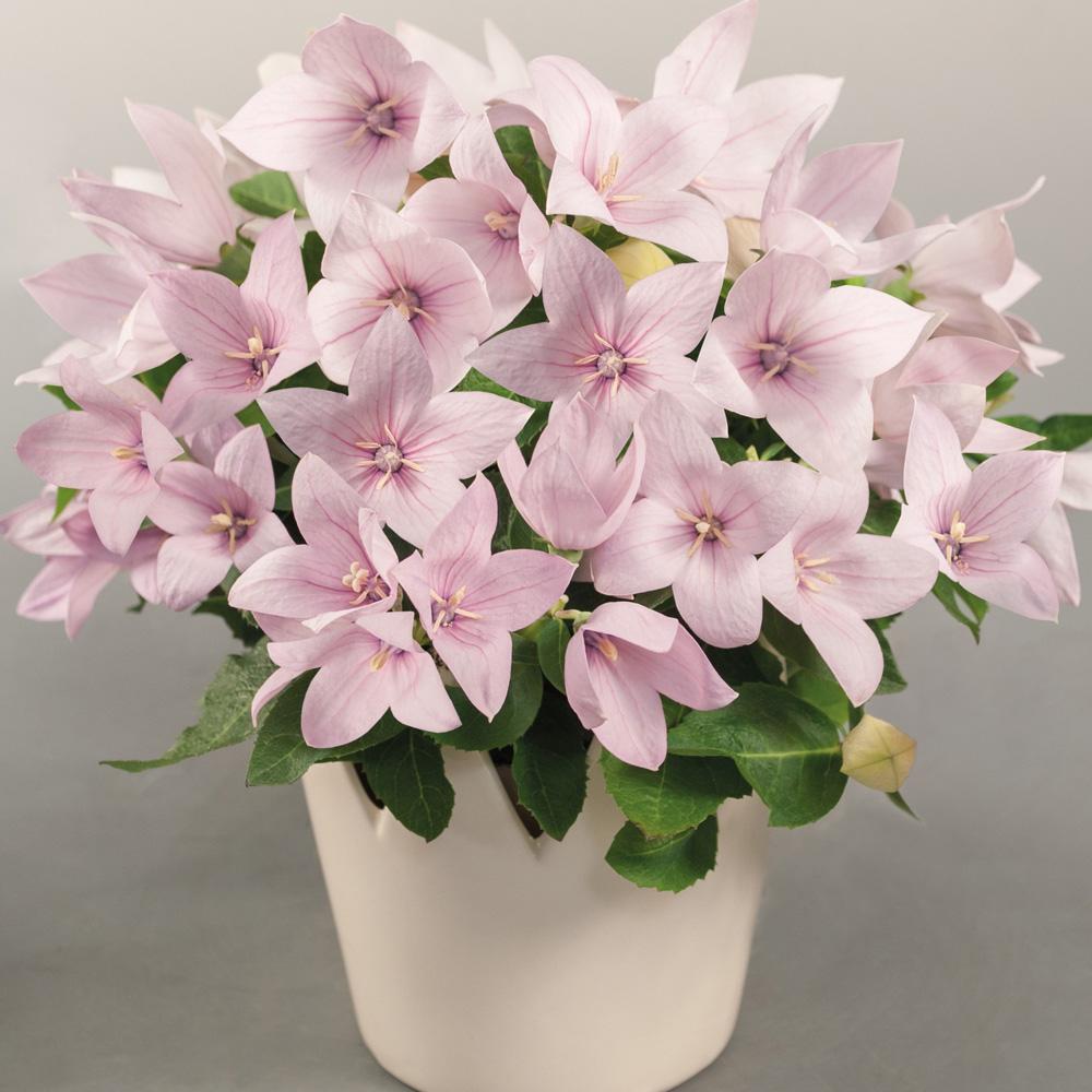 Platycodon Grandiflorus 'astra Mix' Blue, Pink, White - View 8 from www redcrocus com