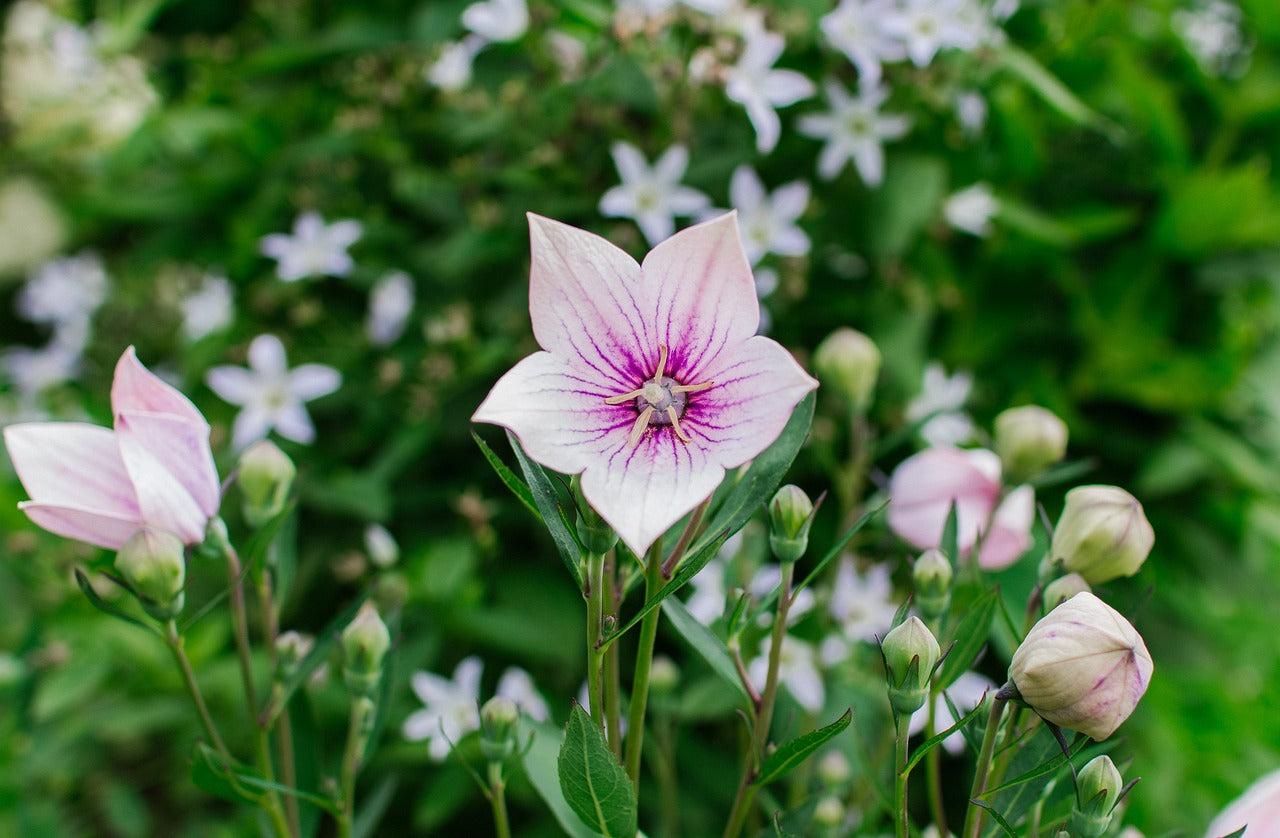 Platycodon Grandiflorus 'astra Mix' Blue, Pink, White - View 9 from www redcrocus com