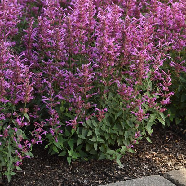 Agastache Mexicana 'summerlong Magenta' - View 10 from www redcrocus com