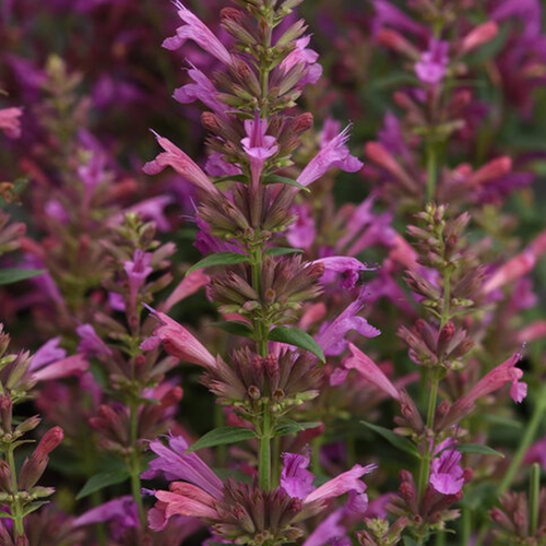 Agastache Mexicana 'summerlong Magenta' - View 13 from www redcrocus com