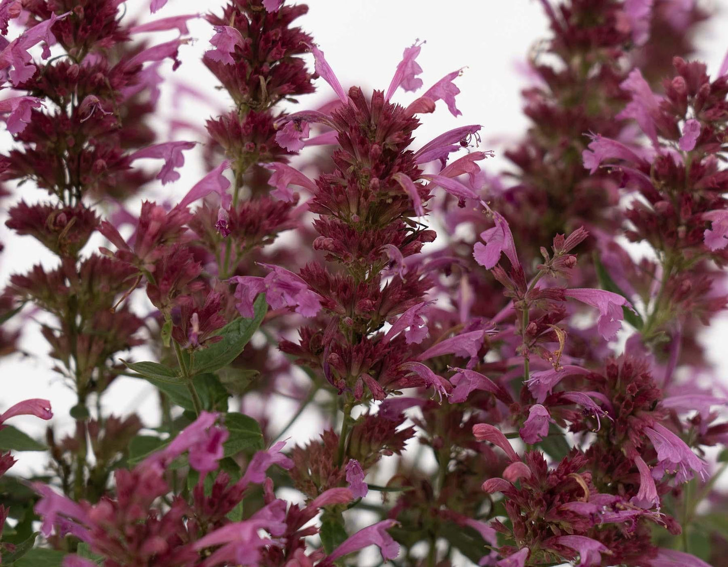Agastache Mexicana 'summerlong Magenta' - View 15 from www redcrocus com