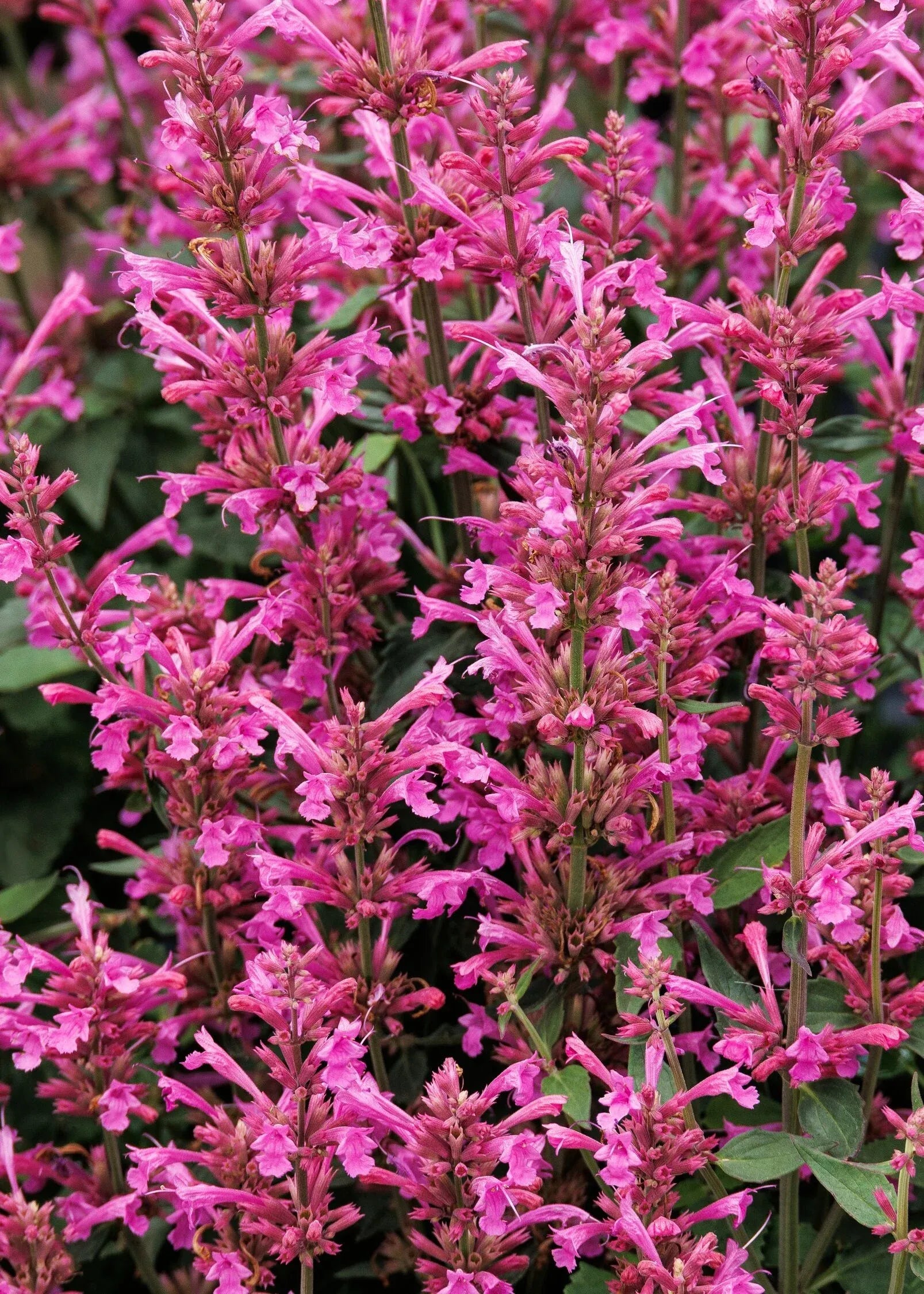 Agastache Mexicana 'summerlong Magenta' - View 17 from www redcrocus com