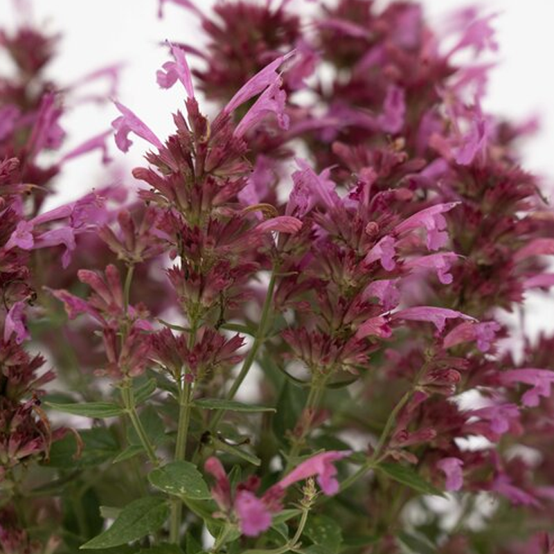 Agastache Mexicana 'summerlong Magenta' - View 18 from www redcrocus com