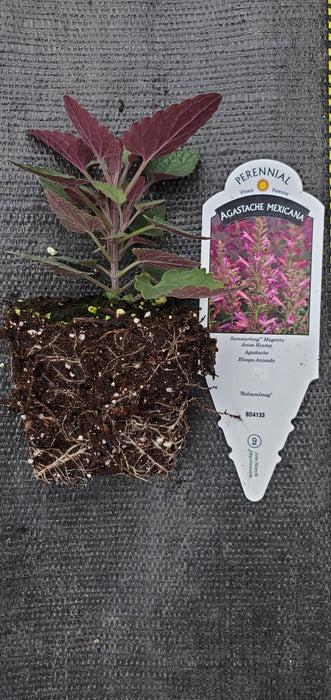 Agastache Mexicana 'summerlong Magenta' - View 19 from www redcrocus com