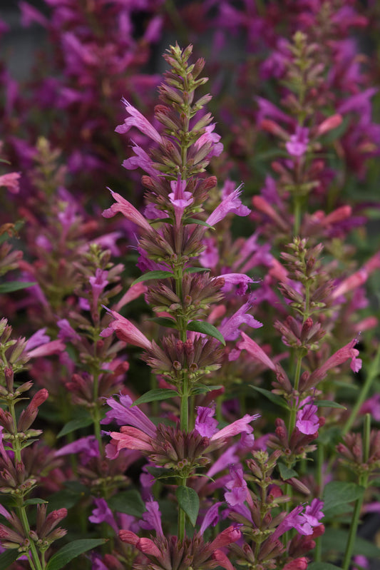 Agastache Mexicana 'summerlong Magenta' - View 1 from www redcrocus com
