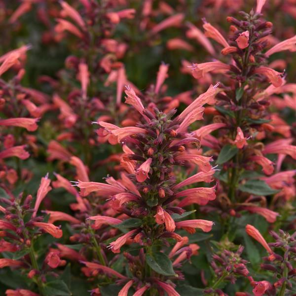 Agastache Mexicana 'summerlong Magenta' - View 20 from www redcrocus com