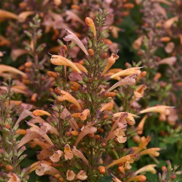 Agastache Mexicana 'summerlong Magenta' - View 21 from www redcrocus com