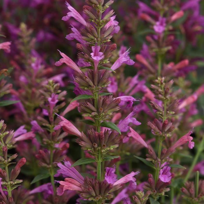 Agastache Mexicana 'summerlong Magenta' - View 23 from www redcrocus com