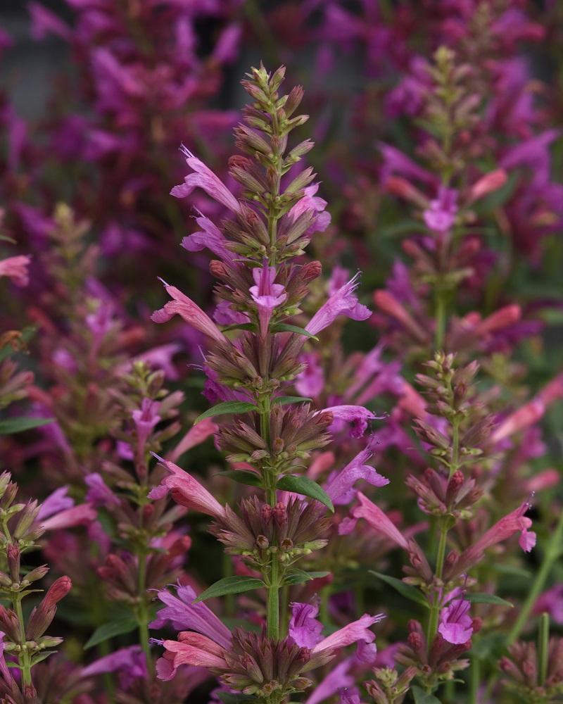 Agastache Mexicana 'summerlong Magenta' - View 24 from www redcrocus com
