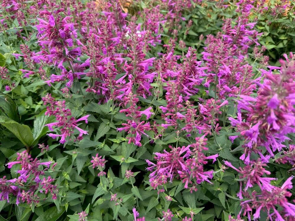 Agastache Mexicana 'summerlong Magenta' - View 25 from www redcrocus com