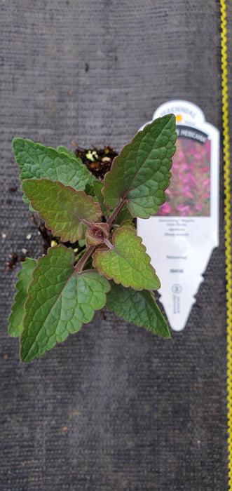Agastache Mexicana 'summerlong Magenta' - View 26 from www redcrocus com