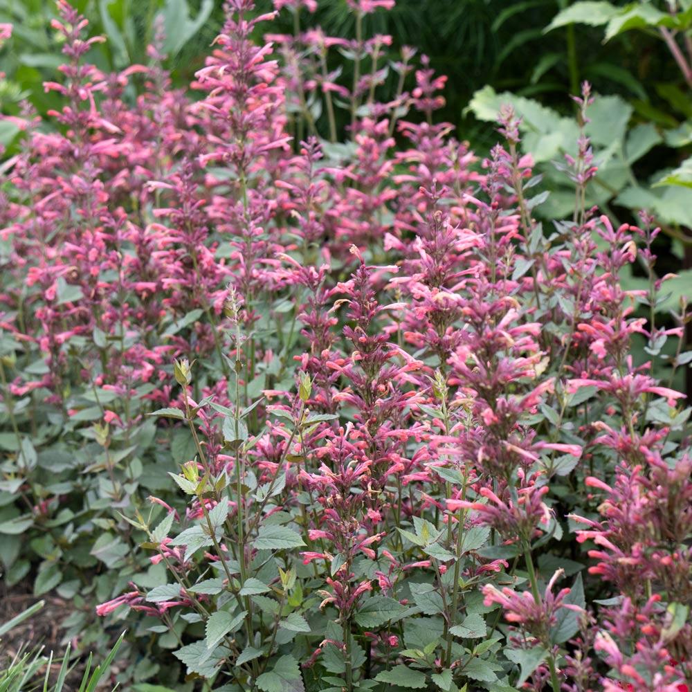 Agastache Mexicana 'summerlong Magenta' - View 27 from www redcrocus com