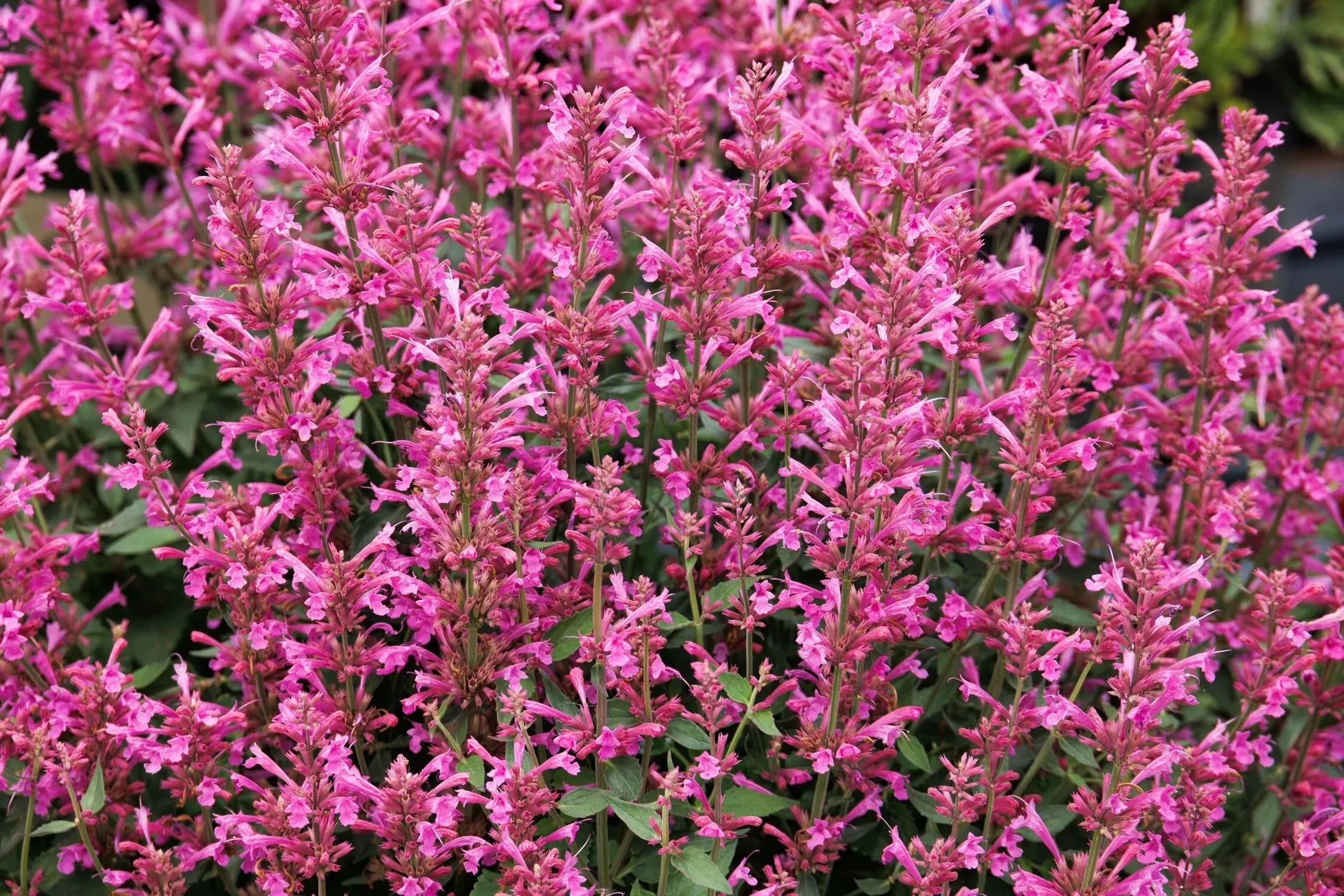 Agastache Mexicana 'summerlong Magenta' - View 29 from www redcrocus com