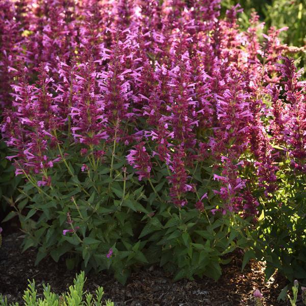 Agastache Mexicana 'summerlong Magenta' - View 2 from www redcrocus com