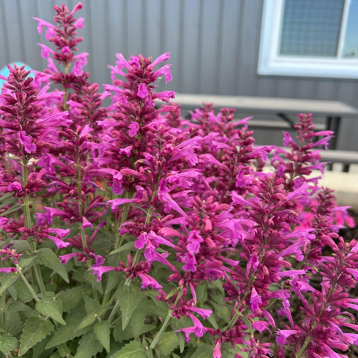 Agastache Mexicana 'summerlong Magenta' - View 30 from www redcrocus com