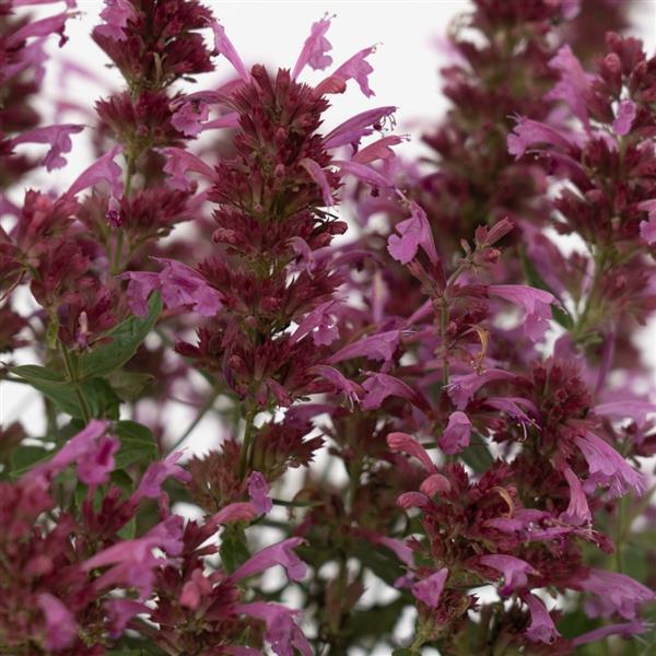 Agastache Mexicana 'summerlong Magenta' - View 3 from www redcrocus com