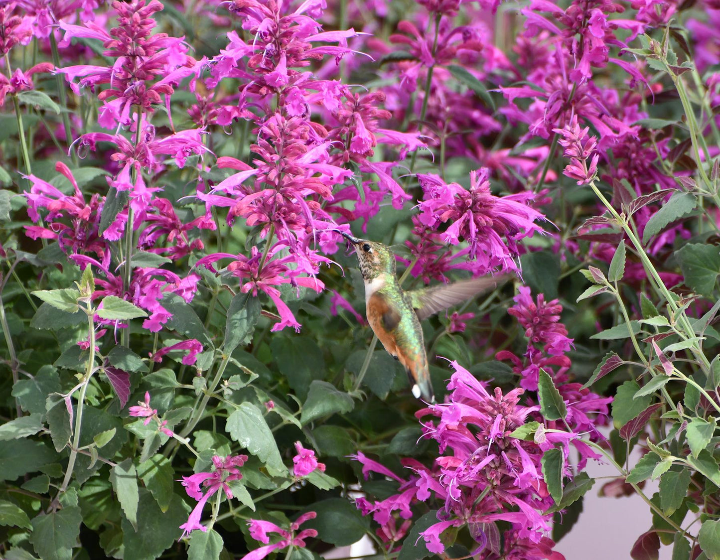 Agastache Mexicana 'summerlong Magenta' - View 6 from www redcrocus com