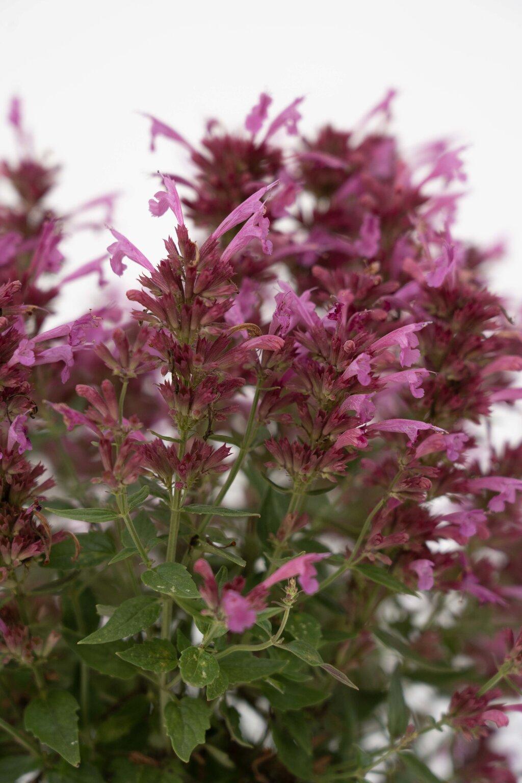 Agastache Mexicana 'summerlong Magenta' - View 7 from www redcrocus com