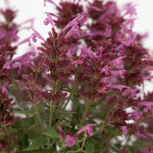 Agastache Mexicana 'summerlong Magenta' - View 8 from www redcrocus com