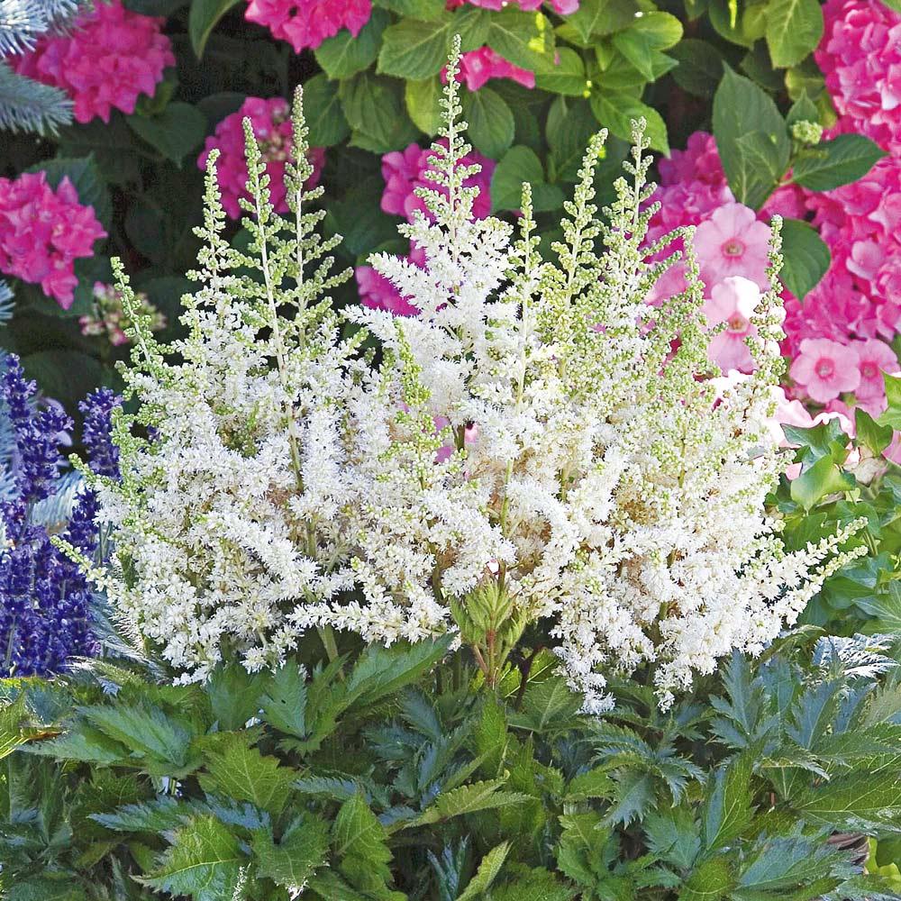 Astilbe Chinensis 'visions In White Delight' - View 10 from www redcrocus com