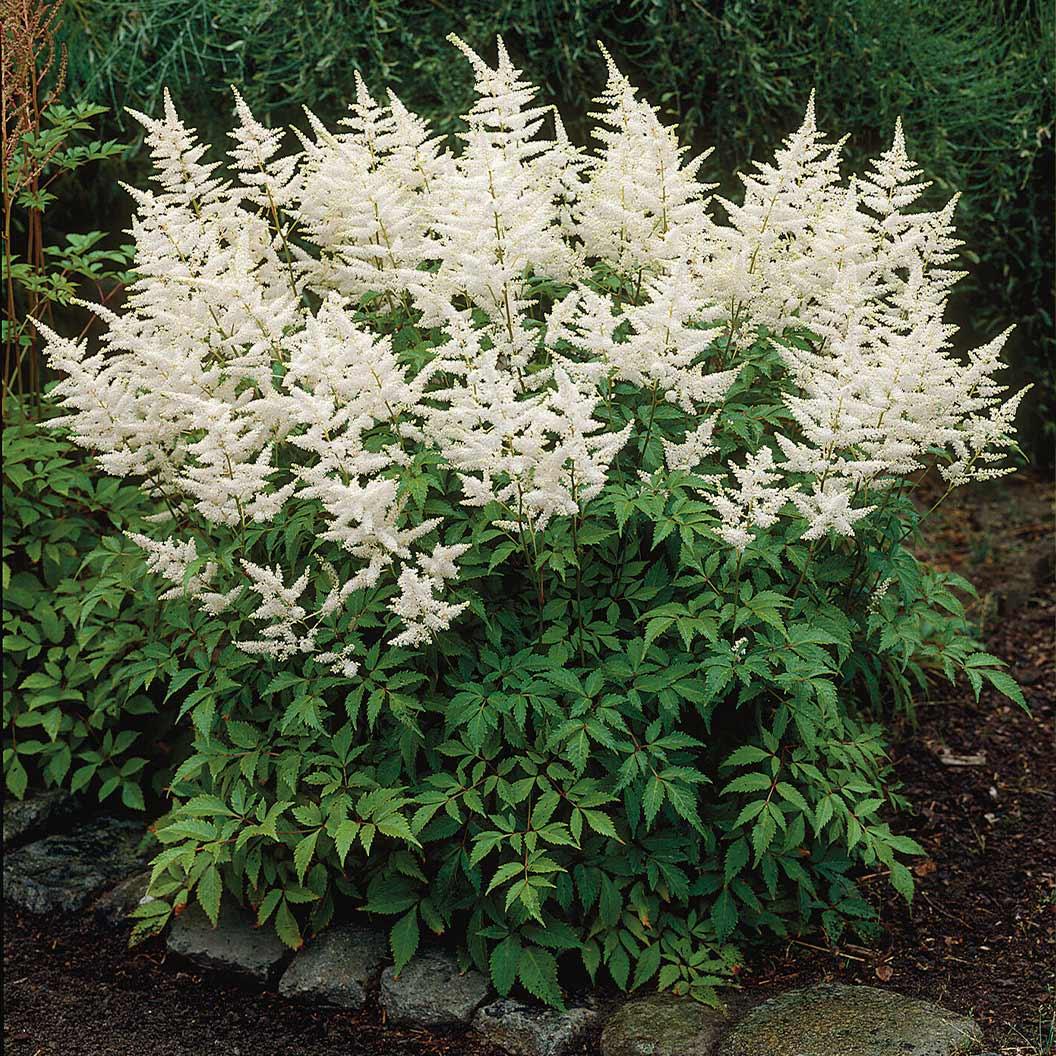 Astilbe Chinensis 'visions In White Delight' - View 14 from www redcrocus com