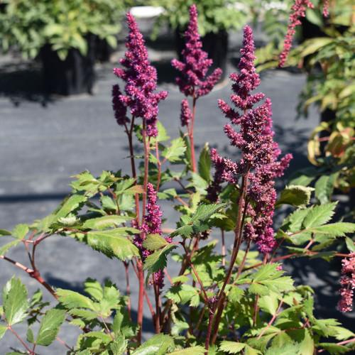 Astilbe Chinensis 'visions In White Delight' - View 19 from www redcrocus com