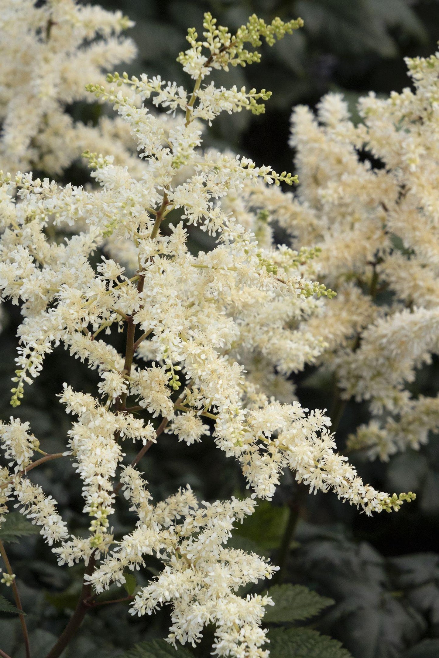 Astilbe Chinensis 'visions In White Delight' - View 22 from www redcrocus com