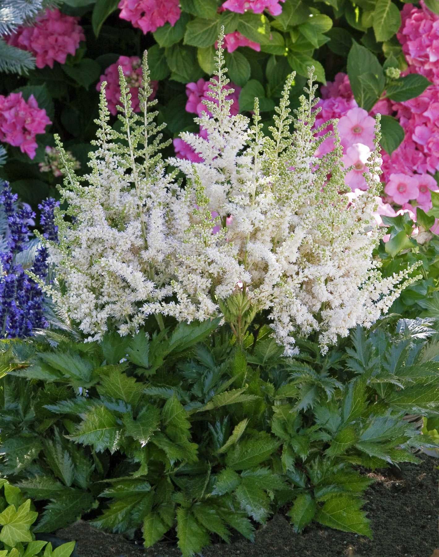 Astilbe Chinensis 'visions In White Delight' - View 23 from www redcrocus com