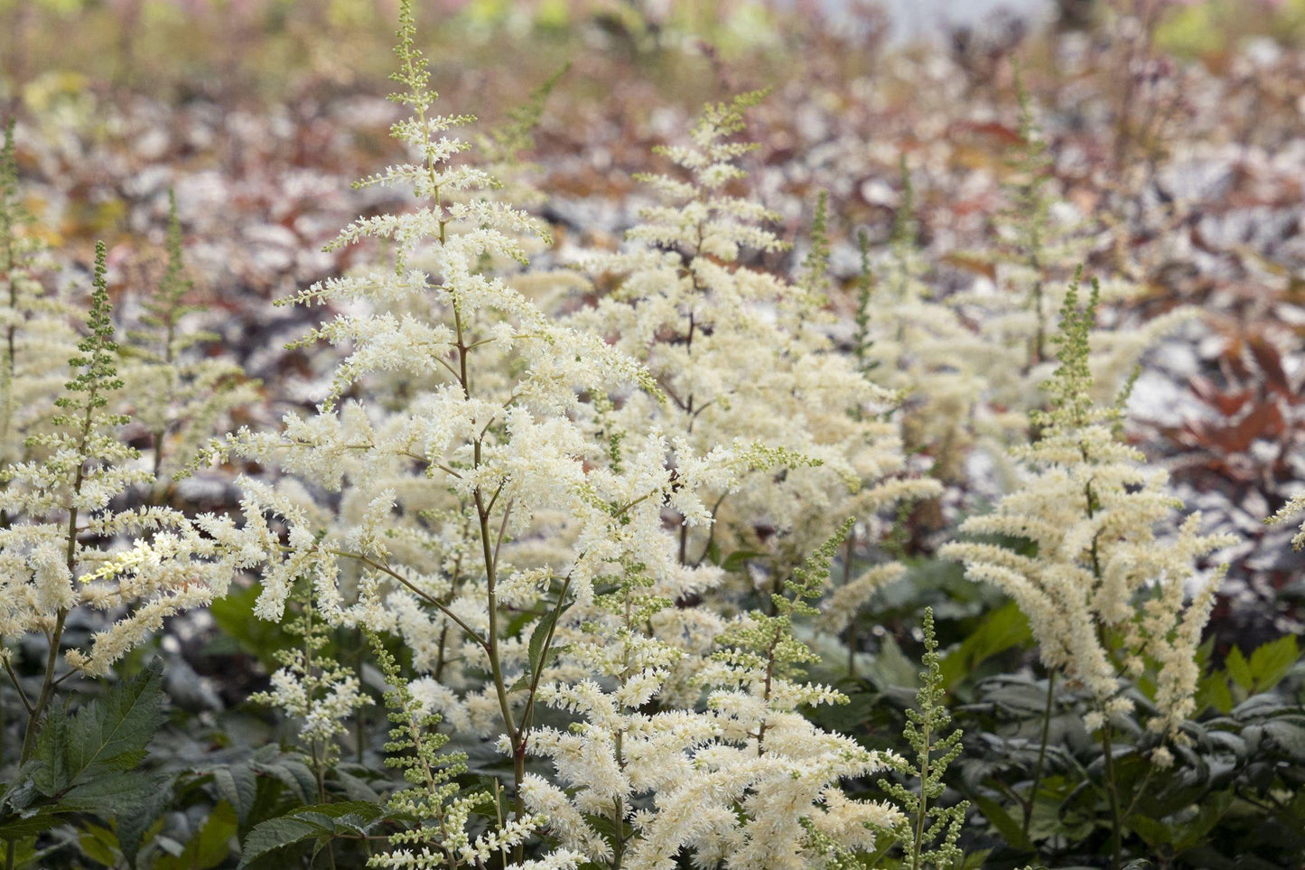 Astilbe Chinensis 'visions In White Delight' - View 24 from www redcrocus com