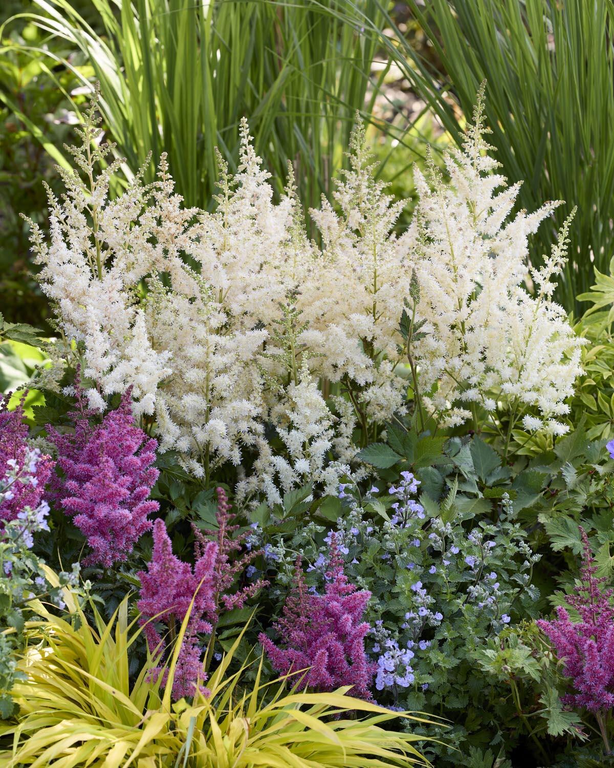 Astilbe Chinensis 'visions In White Delight' - View 3 from www redcrocus com