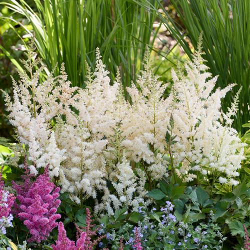 Astilbe Chinensis 'visions In White Delight' - View 5 from www redcrocus com