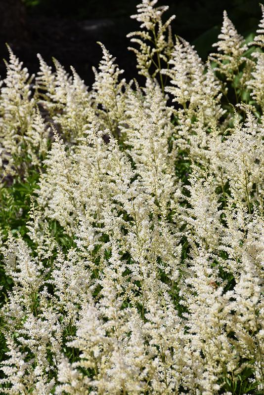 Astilbe Chinensis 'visions In White Delight' - View 9 from www redcrocus com