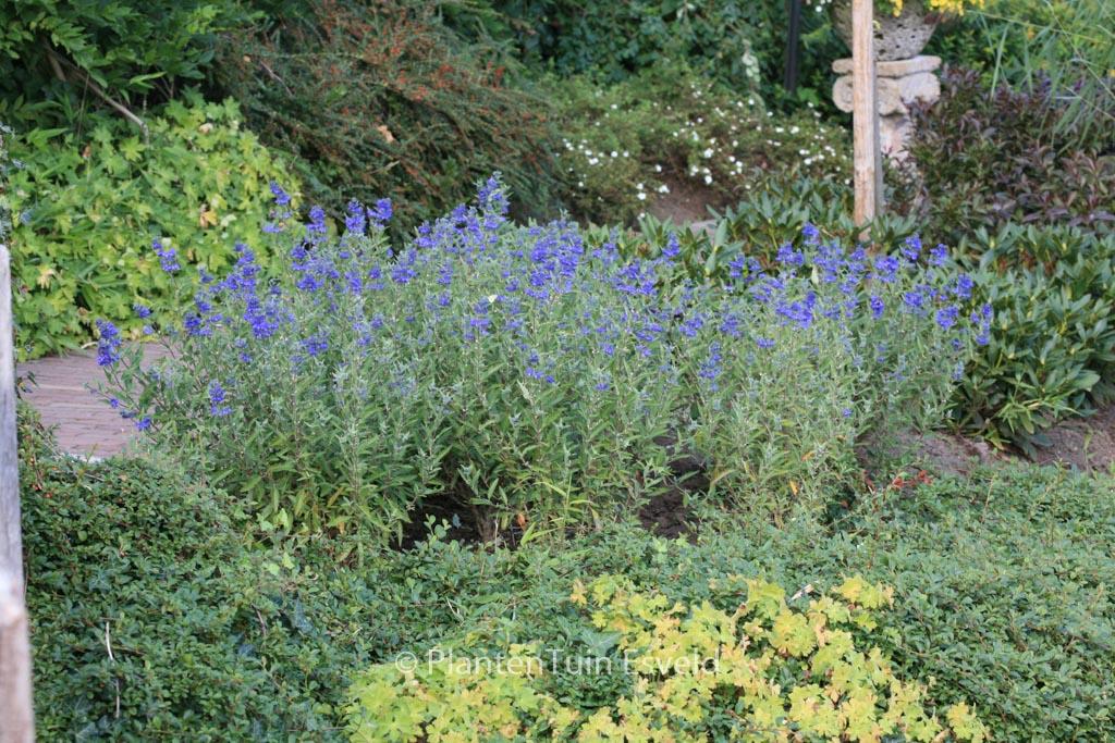 Caryopteris X Clandonensis 'inoveris' Grand Bleu - View 11 from www redcrocus com