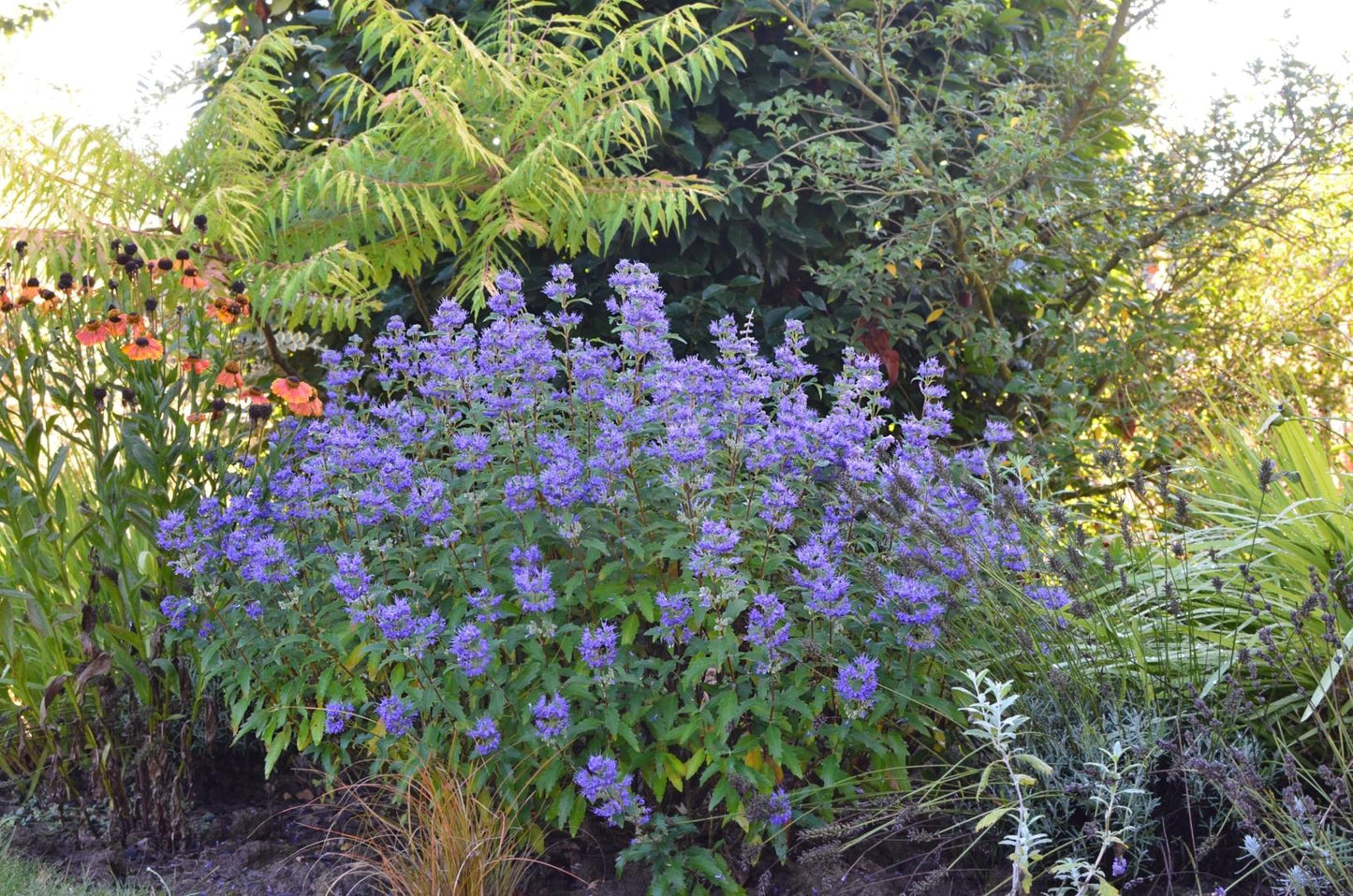 Caryopteris X Clandonensis 'inoveris' Grand Bleu - View 12 from www redcrocus com