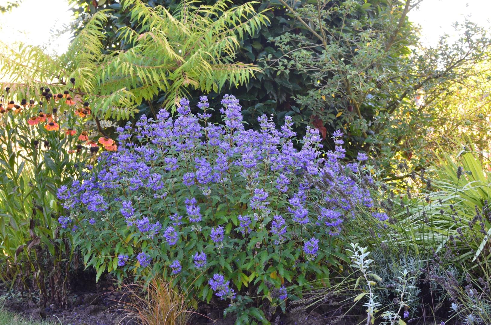 Caryopteris X Clandonensis 'inoveris' Grand Bleu - View 12 from www redcrocus com