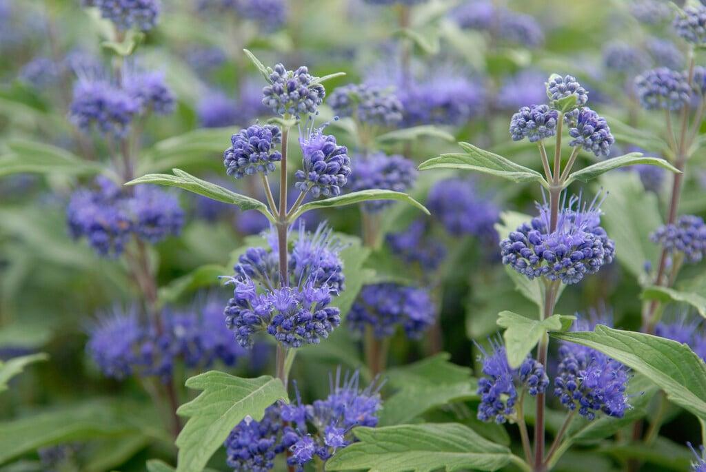 Caryopteris X Clandonensis 'inoveris' Grand Bleu - View 13 from www redcrocus com