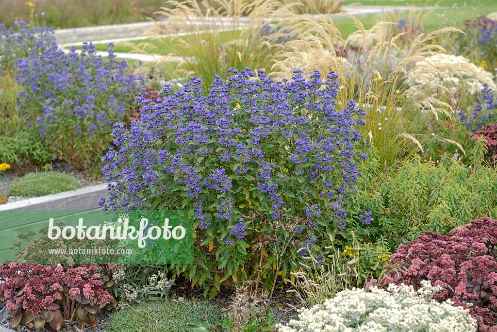 Caryopteris X Clandonensis 'inoveris' Grand Bleu - View 14 from www redcrocus com