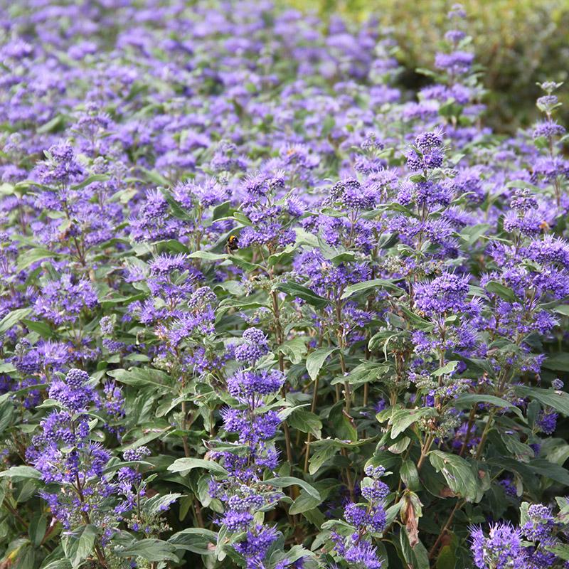 Caryopteris X Clandonensis 'inoveris' Grand Bleu - View 16 from www redcrocus com