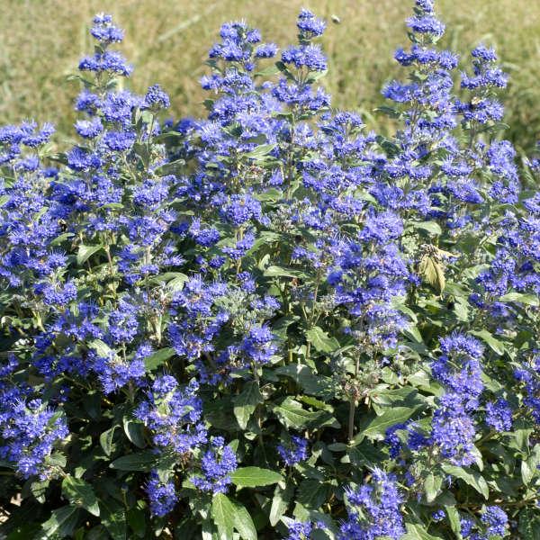 Caryopteris X Clandonensis 'inoveris' Grand Bleu - View 1 from www redcrocus com