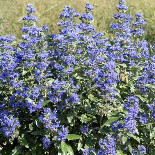 Caryopteris X Clandonensis 'inoveris' Grand Bleu - View 1 from www redcrocus com