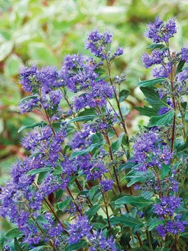 Caryopteris X Clandonensis 'inoveris' Grand Bleu - View 23 from www redcrocus com