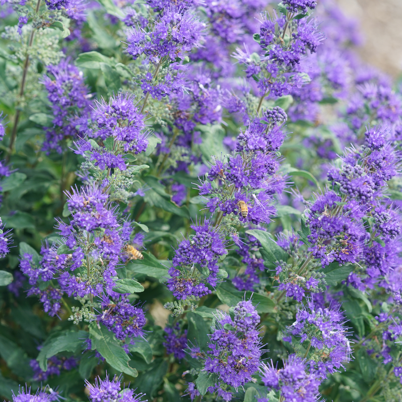 Caryopteris X Clandonensis 'inoveris' Grand Bleu - View 25 from www redcrocus com