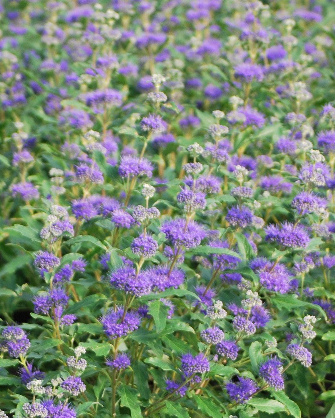 Caryopteris X Clandonensis 'inoveris' Grand Bleu - View 29 from www redcrocus com
