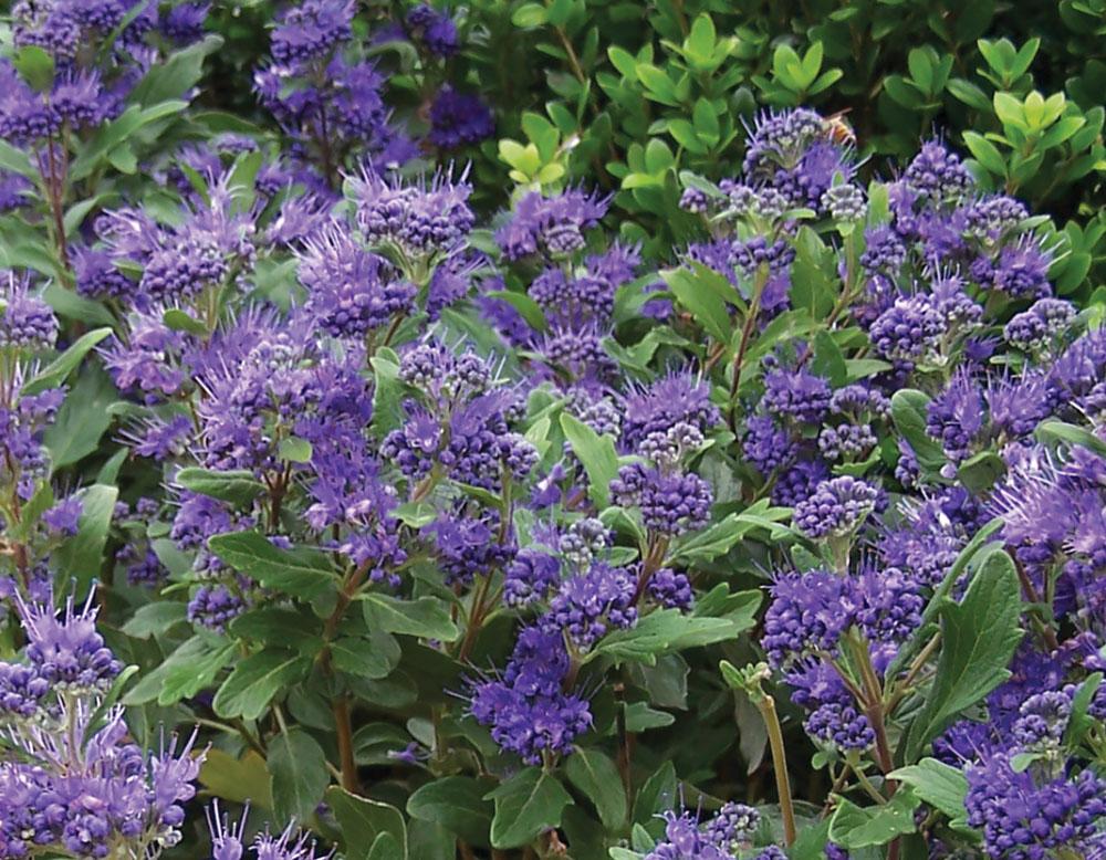 Caryopteris X Clandonensis 'inoveris' Grand Bleu - View 30 from www redcrocus com