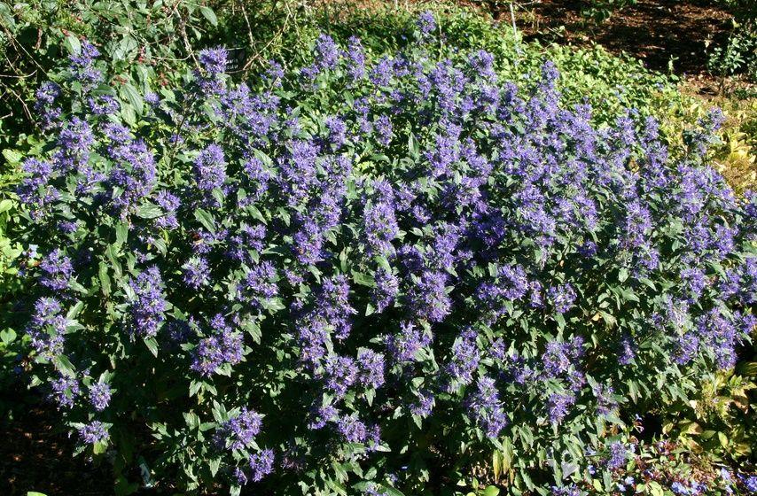 Caryopteris X Clandonensis 'inoveris' Grand Bleu - View 31 from www redcrocus com